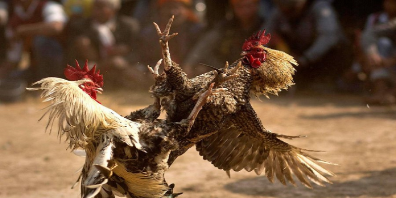 Tổng quan về đá gà Thomo chuẩn chỉ nhất