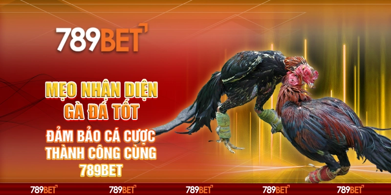 Mẹo Nhận Diện Gà Đá Tốt – Đảm Bảo Cá Cược Thành Công Cùng 789BET