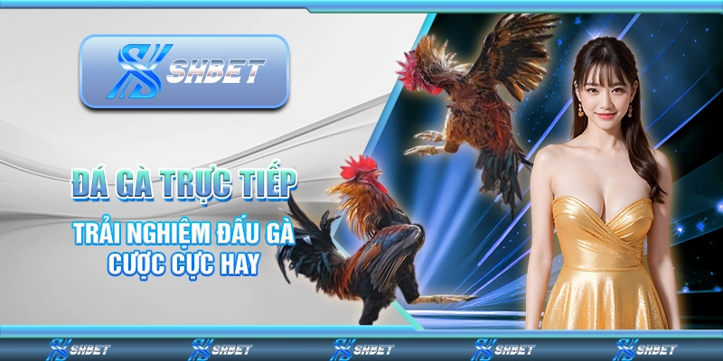 Đá Gà Trực Tiếp - Trải Nghiệm Đấu Gà Cược Cực Hay