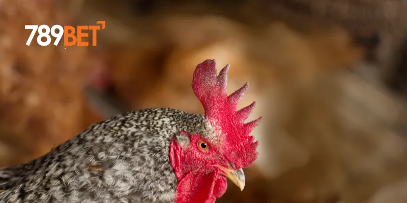 Cách nhận diện gà đá tốt