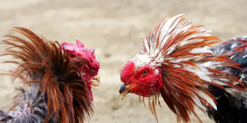 Cách theo dõi đá gà trực tiếp C3