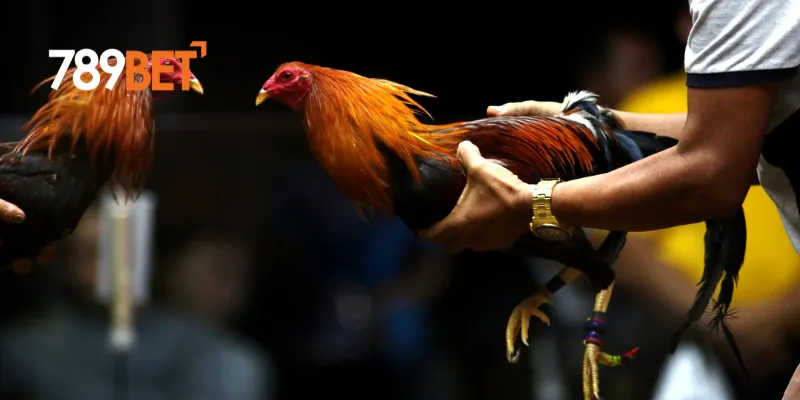 Đá Gà Philippines - Trận Đấu Nảy Lửa Và Cập Nhật Mới Nhất Ngay Hôm Nay 3 Cách xem trực tiếp đá gà Philippines