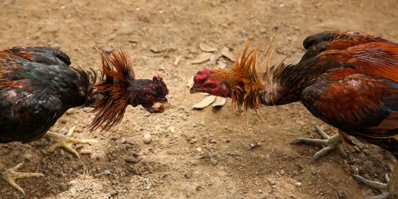 Các trận đấu đá gà trực tiếp vô vàn hấp dẫn