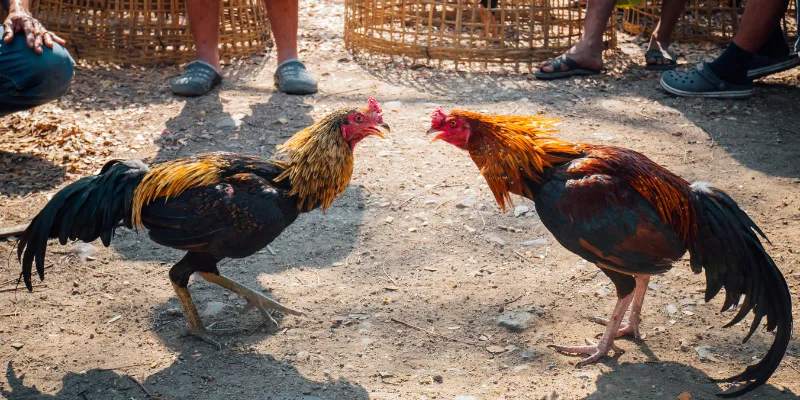 Điểm đặc biệt của đá gà trực tiếp C3