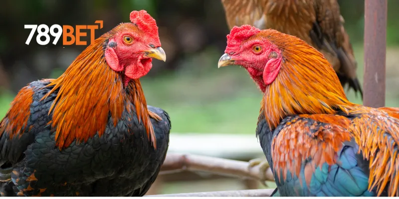 Đá Gà Philippines - Trận Đấu Nảy Lửa Và Cập Nhật Mới Nhất Ngay Hôm Nay 2 Giới thiệu sự hấp dẫn của đá gà Philippines