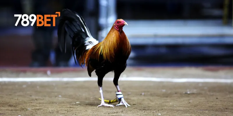 Đá Gà Philippines - Trận Đấu Nảy Lửa Và Cập Nhật Mới Nhất Ngay Hôm Nay 4 Lý do đá gà philippines thu hút người xem