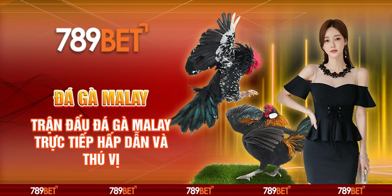 Đá gà Malay tại 789Bet – Trận đấu đá gà trực tiếp hấp dẫn và thú vị