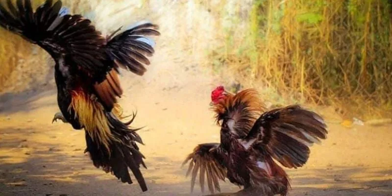 Vài nét về đá gà Malay tại 789Bet