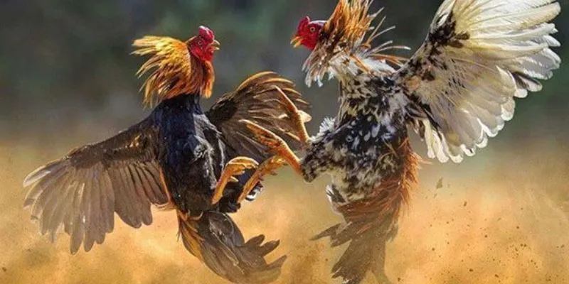 Hướng dẫn cách đặt cược đá gà hiệu quả 