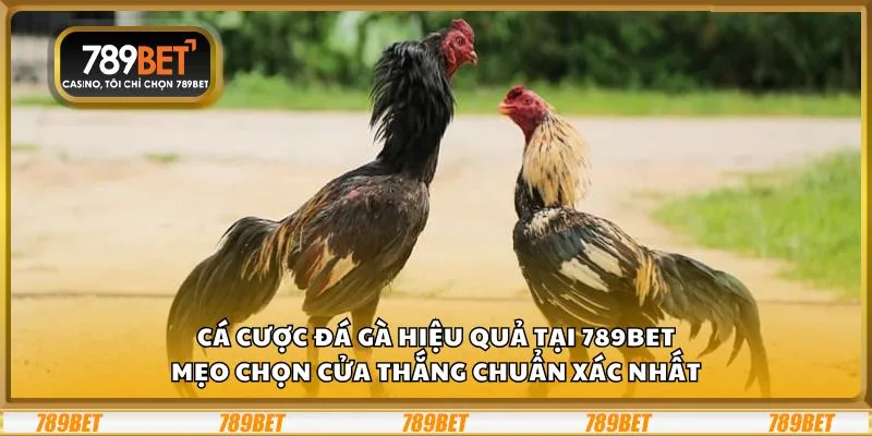 Cá cược đá gà hiệu quả tại 789Bet: Mẹo chọn cửa thắng chuẩn xác nhất