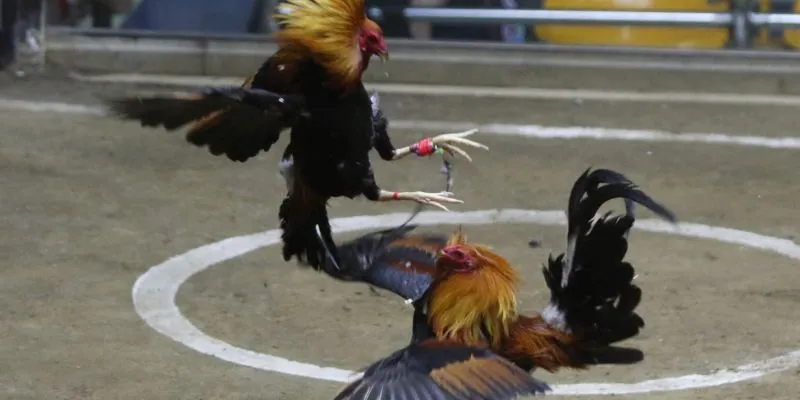 Các yếu tố ảnh hưởng đến đá gà 