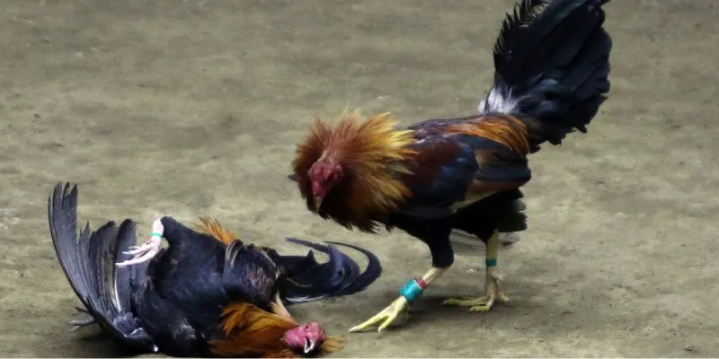 Bí kíp chọn cửa cược trong cá cược đá gà hiệu quả 